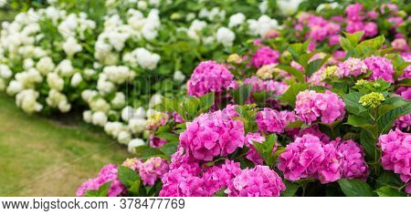 Flowers Blossom On Sunny Day. Flowering Hortensia Plant. Pink And White Hydrangea Macrophylla Bloomi
