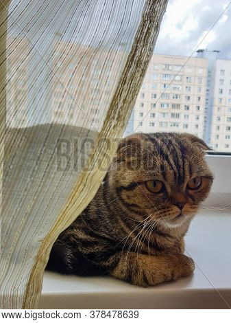 There Is A Thoughtful Cat Between The Window And The Curtain