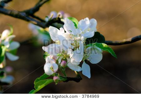 Fiore