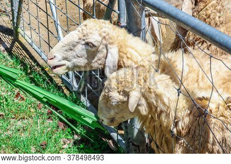 Funny Sheep. Portrait Of Sheep Showing Tongue.
