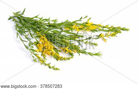Genista Tinctoria, The Dyers Greenweed Or Dyers Broom. Isolated On White Background