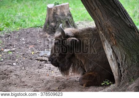 Portrait Of The European Bison (bison Bonasus), Also Known As Wisent Or The European Wood Bison. Pri