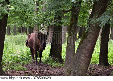 European Bison In The Wood