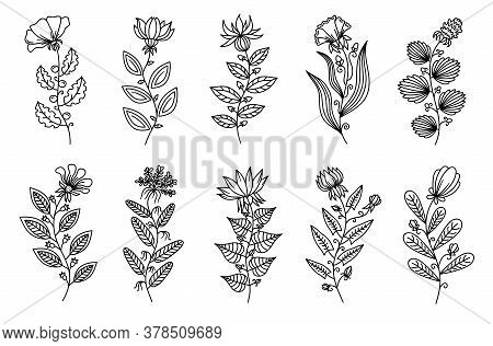 Vector Decorative Black Line Art Flowers, Flat Black Outline Stylized Flowers Isolated On White Back