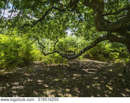 The Twisted Branches Of An Ancient Oak Tree In Dense Woodland At Skipwith Common, North Yorkshire, E