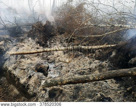 Peatlands Are On Fire. Forest Fire And Its Consequences. Smoke Black Earth Burnt. Burnt Tree Trunks 