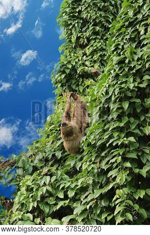 A Sloth Hangs On A Branch Among Green Leaves Against A Blue Sky.