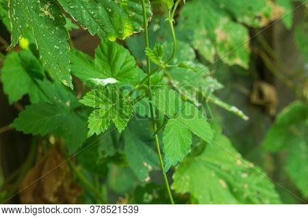 Poison Ivy Leaves Make For Easy Identification Of The Plant To Avoid The Allergic Reactions.