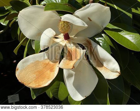 Southern Or Evergreen Magnolia (magnolia Grandiflora \'goliath\'), Bull-bay, Big-laurel, Large-flowe