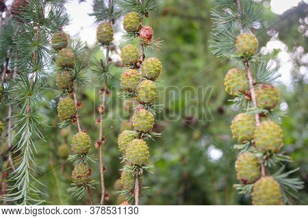 Young Cones On The Branches Of The Pond Pine (also Known As Pinus Serotina Or Marsh Pine Or Pocosin 