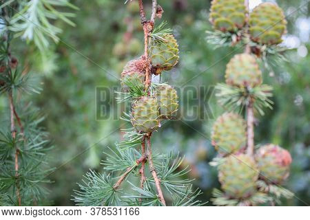 Young Cones On The Branches Of The Pond Pine (also Known As Pinus Serotina Or Marsh Pine Or Pocosin 