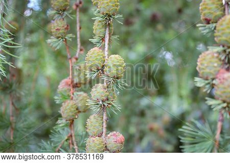 Young Cones On The Branches Of The Pond Pine (also Known As Pinus Serotina Or Marsh Pine Or Pocosin 