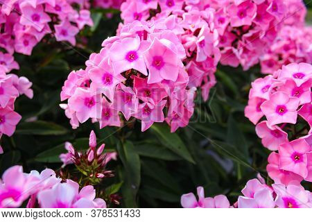 Beautiful Pink Flowers Of Phlox Paniculata, Also Known As, Fall Phlox, Garden Phlox, Perennial Phlox