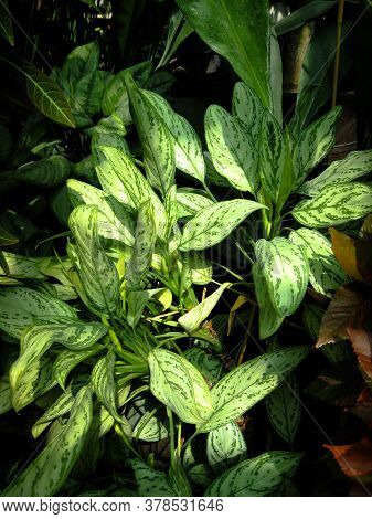 Bush Aglaonema Commutatum (or Aglaonema Schott) In The Sunlights.