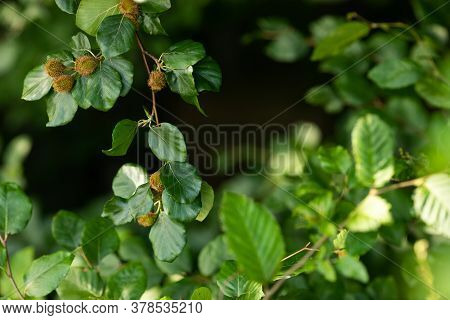 Beech Tree Branch With Beech Seeds. Beech Nuts. The Concept Of Botany