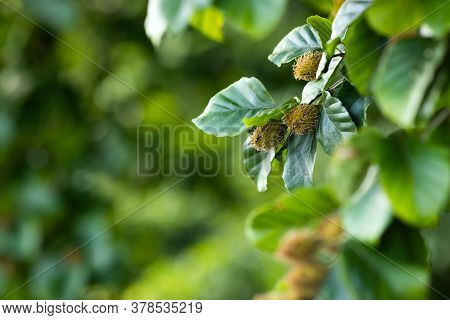 Beech Tree Branch With Beech Seeds. Beech Nuts. Summer Forest Background