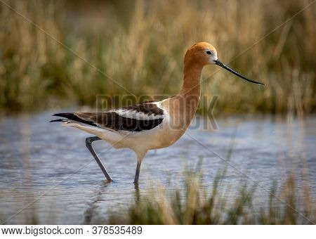 A Beautiful American Avocet Photographed Feeding In The Shallow Waters Of A Colorado Lake.