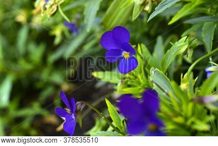 Beautiful Flowers Violet Tricolor Field In The Garden