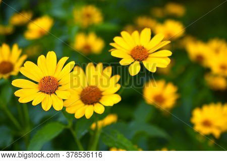 Yellow Flower Of Heliopsis Chamomile Garden Perennial