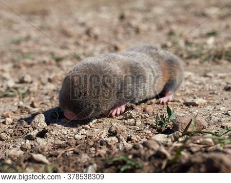 lesser mole rat ( nannospalax leucodon ) in natural habitat