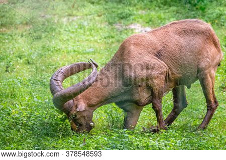 The West Caucasian Tur With Big Horns Is Grazing On A Green Lawn. The West Caucasian Tur, Lat. Capra