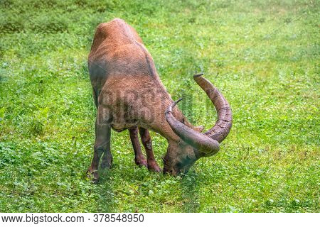 The West Caucasian Tur With Big Horns Is Grazing On A Green Lawn. The West Caucasian Tur, Lat. Capra