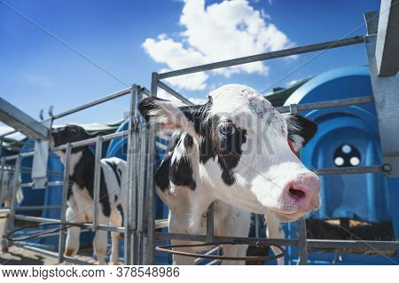 Young Cute Calf In Calf-house-box On Daity Farm, Close Up Animal Portrait.