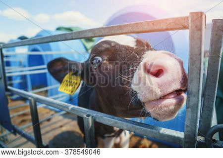 Young Cute Calf In Calf-house-box On Daity Farm, Close Up Animal Portrait.
