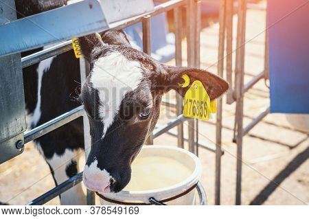 Young Cute Calf In Calf-house-box On Daity Farm, Close Up Animal Portrait.
