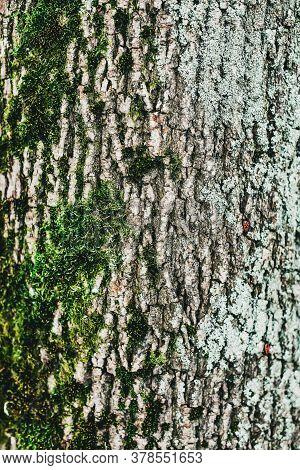 Background Of Tree Bark. The Texture Of The Old Trees.