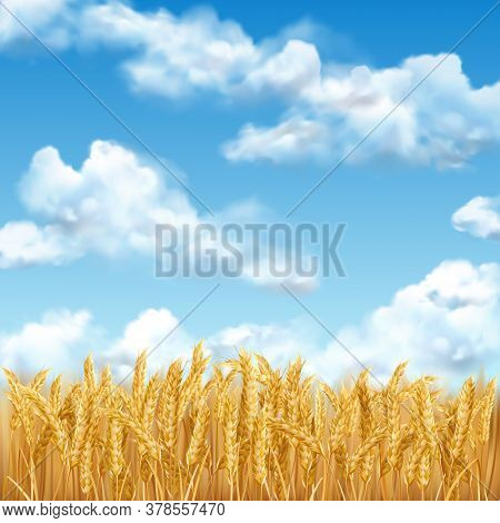 3d Realistic Vector Gold Wheat Field And Blue Sky With Clowds