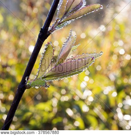 Dew On Grass Flowers National Park In Thailand