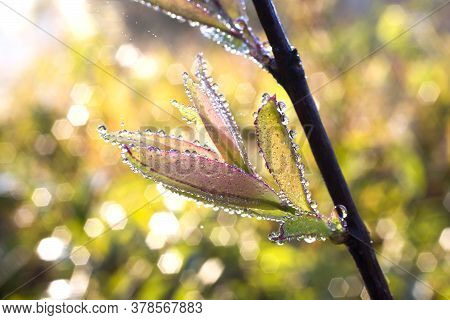Dew On Grass Flowers National Park In Thailand