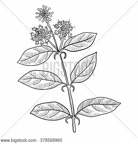 Vector Drawing Cats Claw, Uncaria Tomentosa, Hand Drawn Illustration Of Medicinal Plant