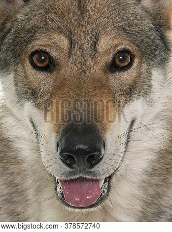 Czechoslovakian Wolf Dog In Front Of White Background