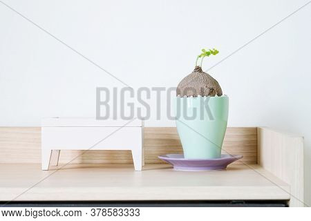 Stephania Erecta In A Minimalist Ceramic Pot On White Background.