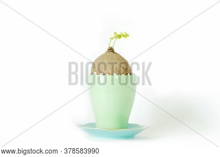 Stephania Erecta In A Minimalist Ceramic Pot On White Background.