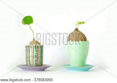 Stephania Erecta In A Minimalist Ceramic Pot On White Background.
