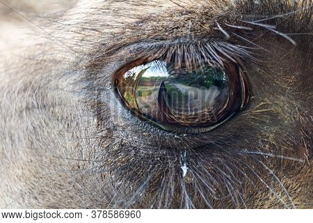 Macro Photo Of Eye Wild Bactarian Camel From Side, Camelus Ferus