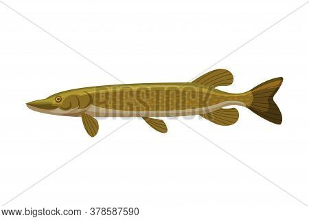 Pike Freshwater Fish, Fresh Aquatic Fish Species Cartoon Vector Illustration