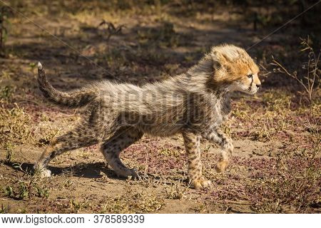 Small Baby Cheetah Walking And Looking Alert In Ndutu Reserve In Tanzania