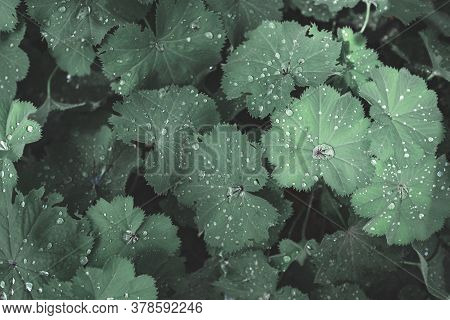 Green Leaves And Water Drops After Rain.