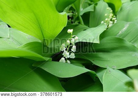 White Flowers In The Leafage Of Convallaria Majalis In May