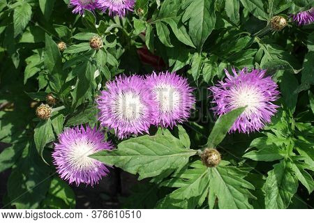 Four Pink Flowers Of Centaurea Dealbata In Mid May