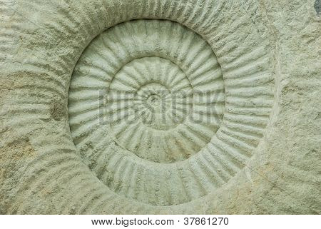texture a spirale e curva