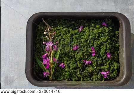 The Process Of Making Ivan-tea Or Koporye Tea, Preparation Of Leaves For Drying, Lies On The Pan. Hi