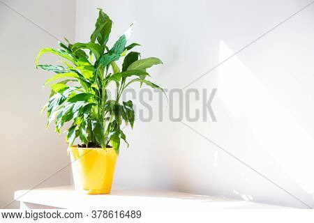 Spathiphyllum Flower. Home Flower In A Yellow Pot On The Table . Leaves Are Green. Article About The