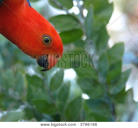 Australische Koning Parrot, Alisterus Scapularis