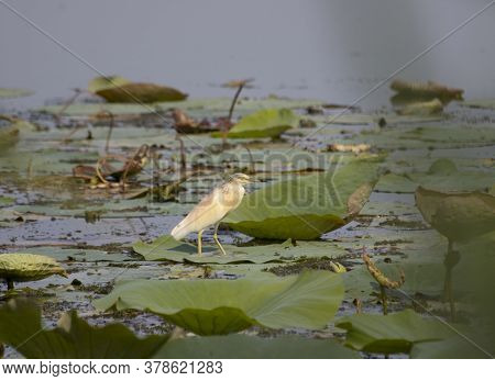 Tufted Sgarza Set Between Buttercups And Chaplains