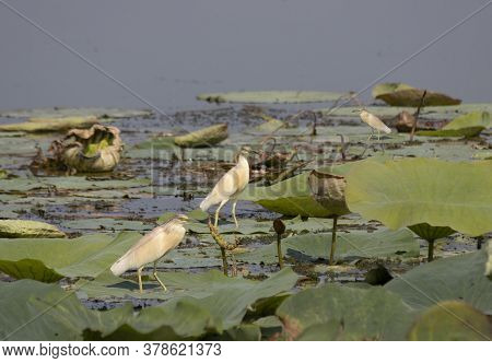Tufted Sgarza Set Between Buttercups And Chaplains